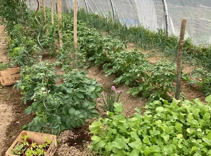 Alojamento de Acomodação e Pequeno-almoço L'intemporelle 3*